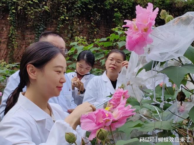 成都市植物园芙蓉科研推广绽放绚烂篇章新利体育18芙蓉飘四海应用展风采(图3)