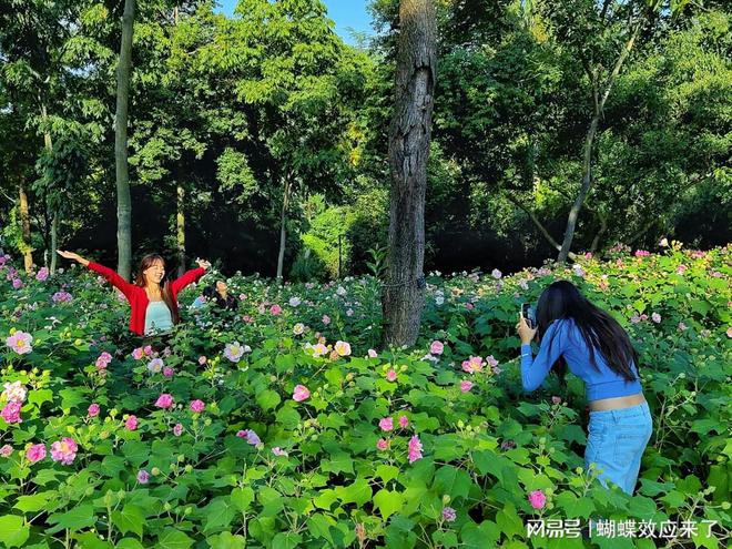 成都市植物园芙蓉科研推广绽放绚烂篇章新利体育18芙蓉飘四海应用展风采(图2)