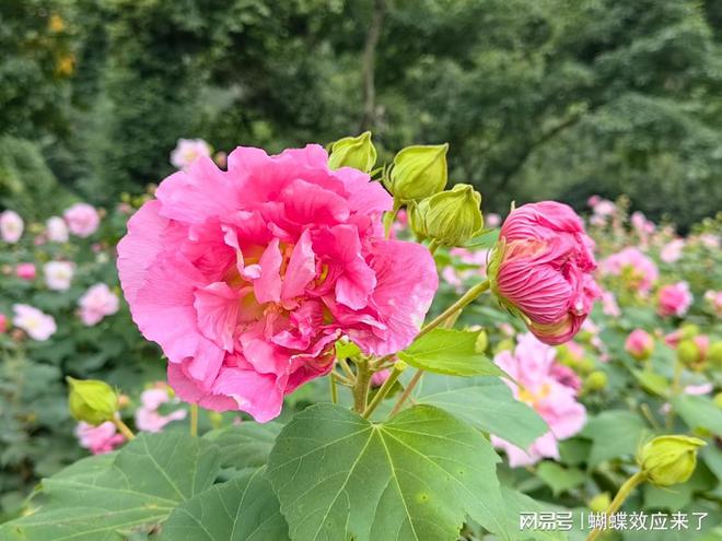 成都市植物园芙蓉科研推广绽放绚烂篇章新利体育18芙蓉飘四海应用展风采(图5)