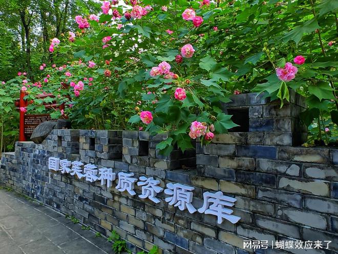 成都市植物园芙蓉科研推广绽放绚烂篇章新利体育18芙蓉飘四海应用展风采(图8)