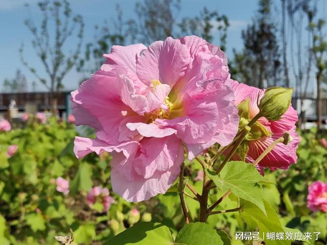 成都市植物园芙蓉科研推广绽放绚烂篇章新利体育18芙蓉飘四海应用展风采(图9)
